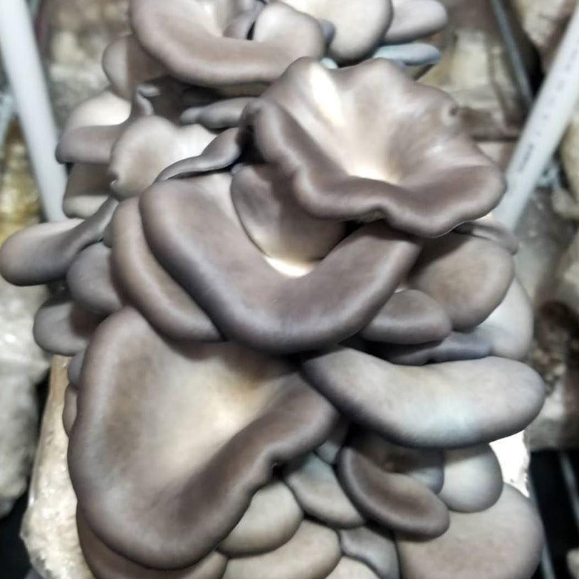 Shop for oyster mushrooms online.