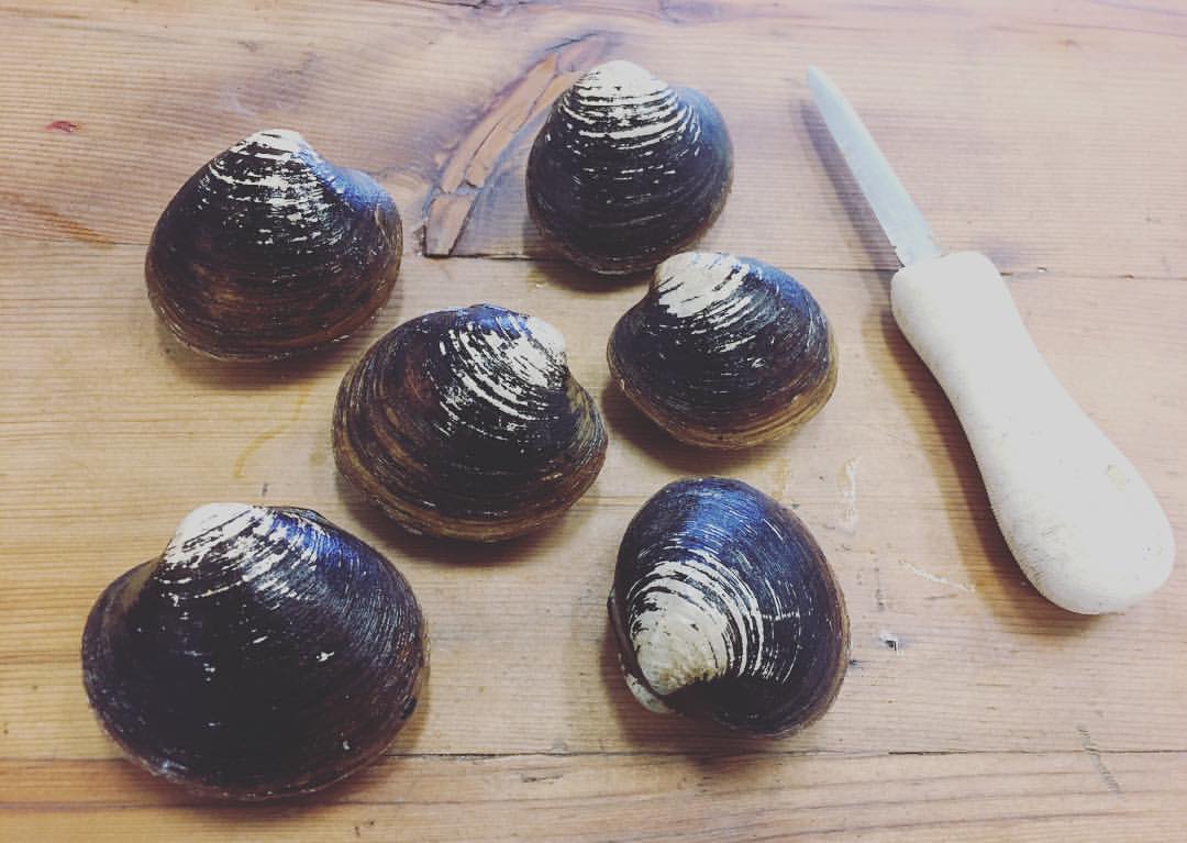 Clam