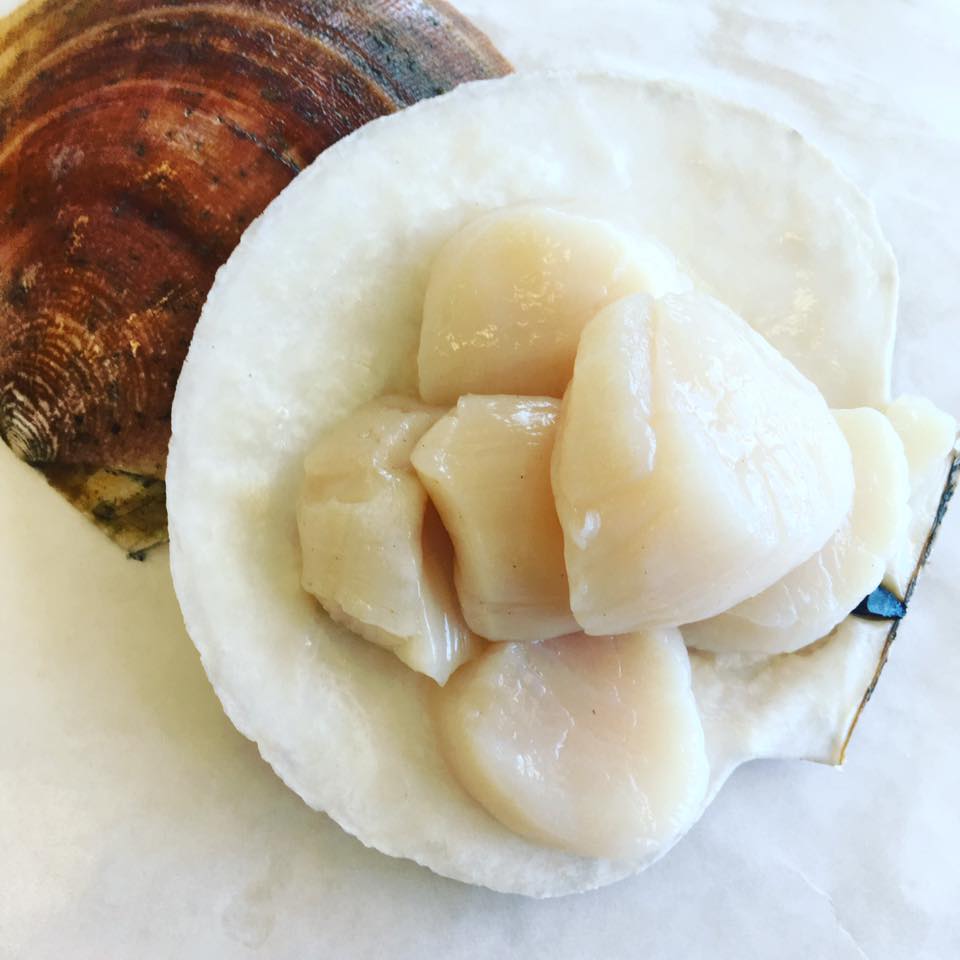 Scallops