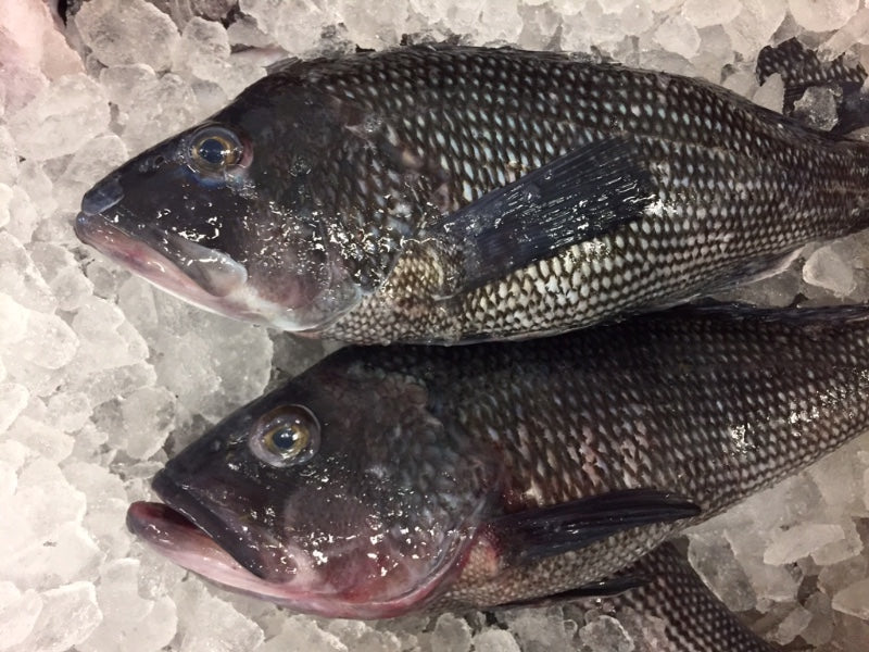 Locally Sourced WHOLE Black Bass Home Delivery - Local 130 Seafood NJHome  Delivery