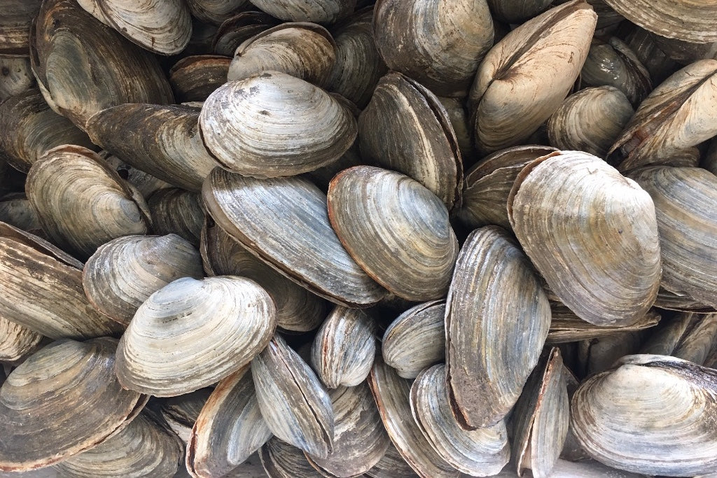Buy middleneck clams