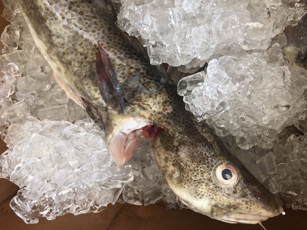 Dayboat Fresh Codfish - The Best Seafood Home Delivery - Local 130 ...