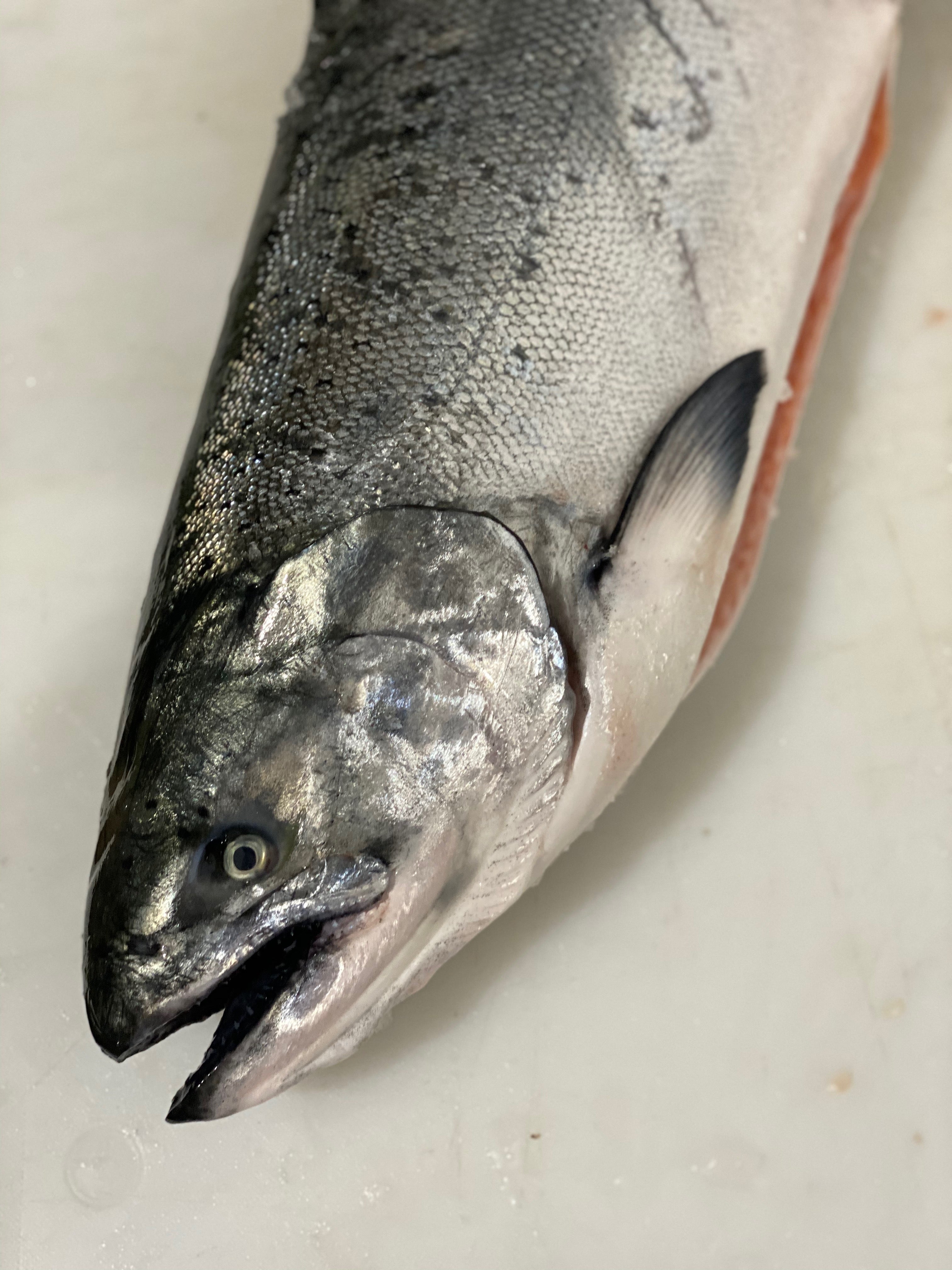 Wild King Salmon Fillet - Order Online for Home Delivery - Local 130  Seafood NJHome Delivery