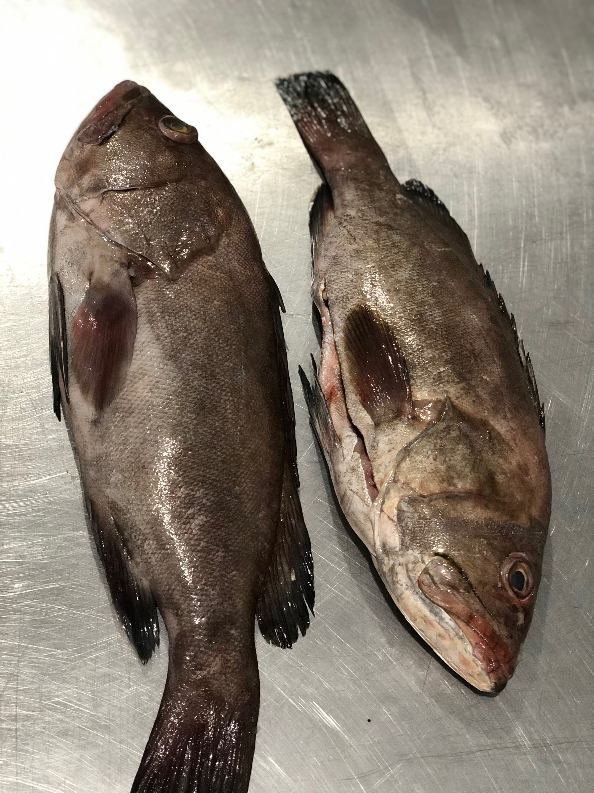 Grouper Order Fresh Grouper Online for Home Delivery Local 130 Seafood NJHome Delivery