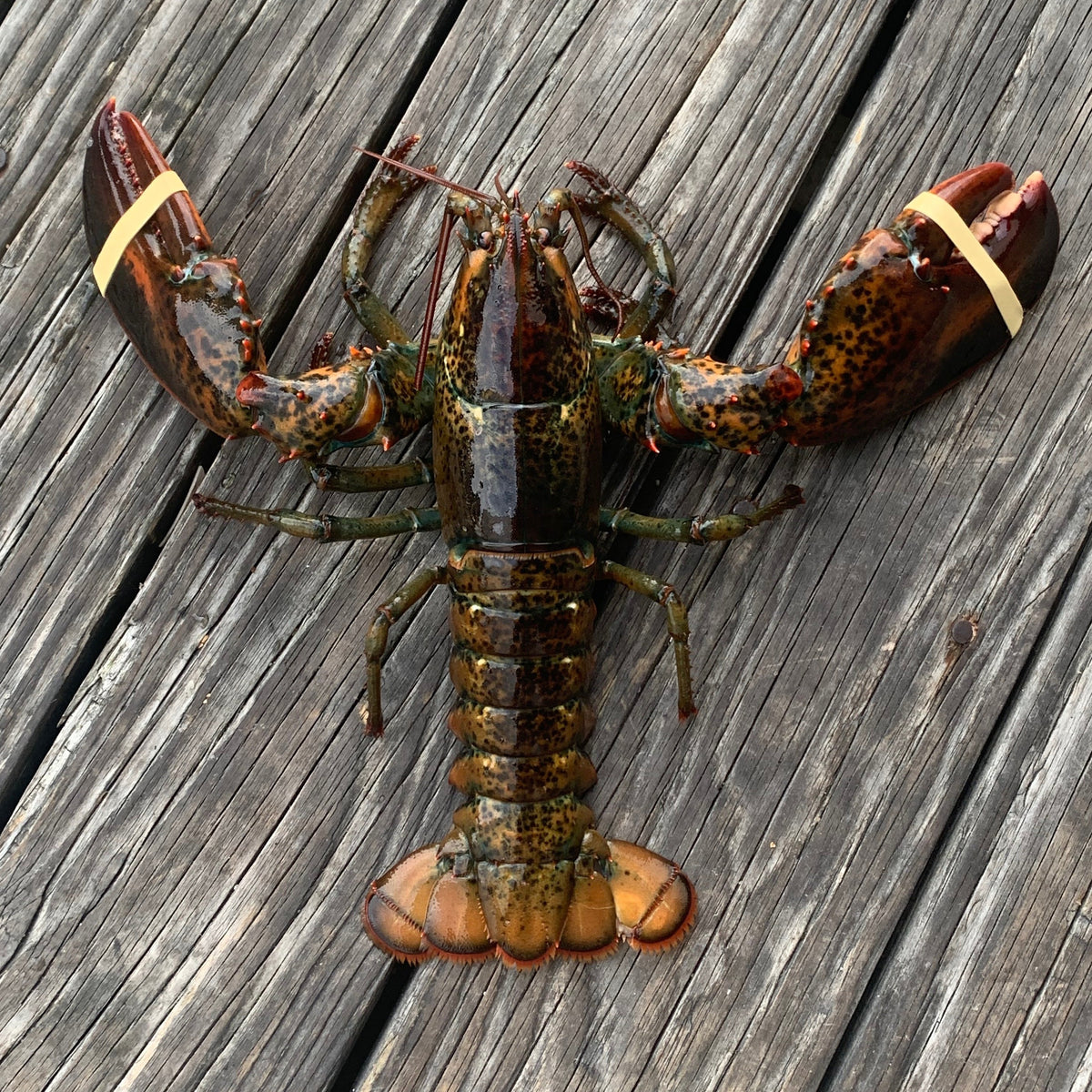Buy lobsters online live