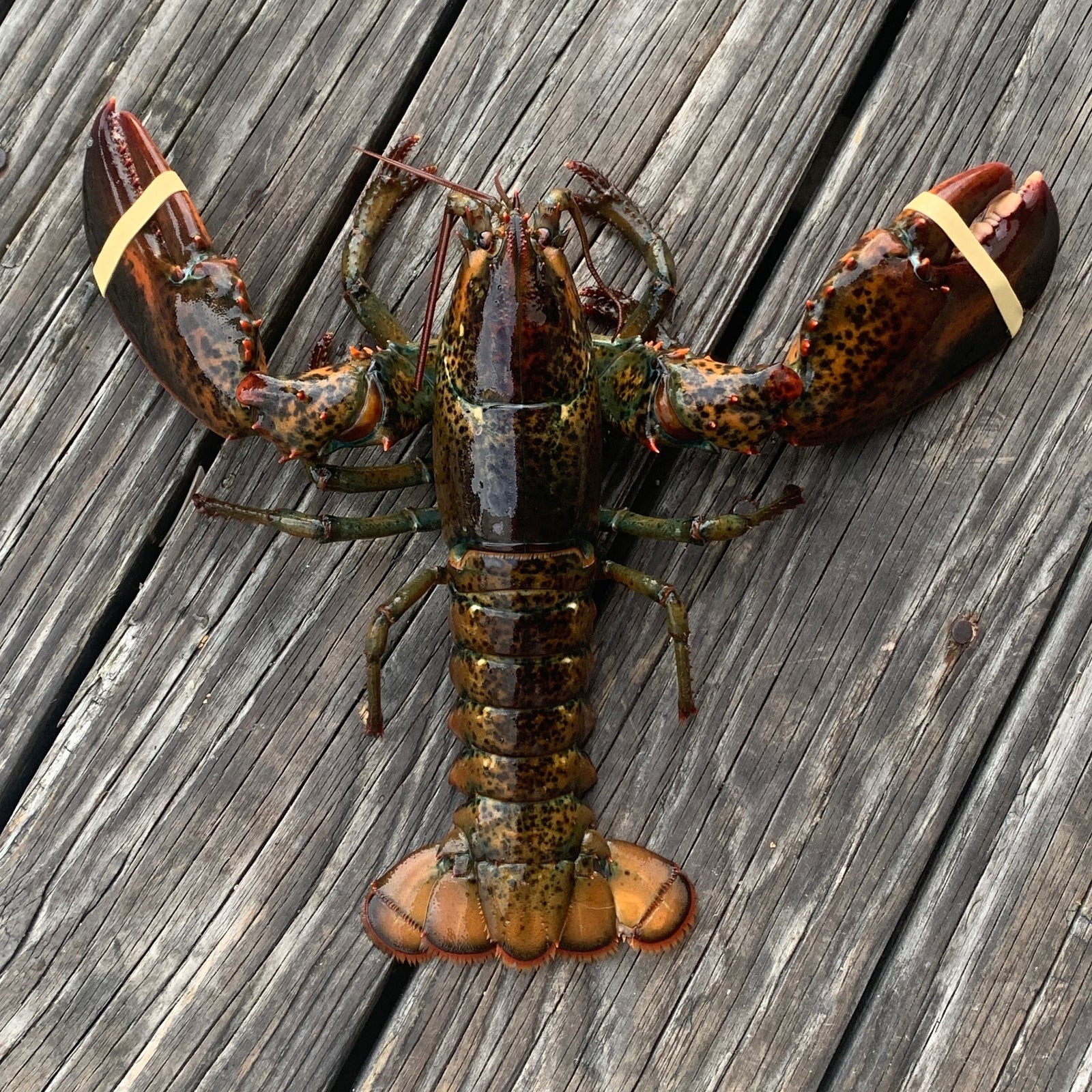 Buy lobsters online live