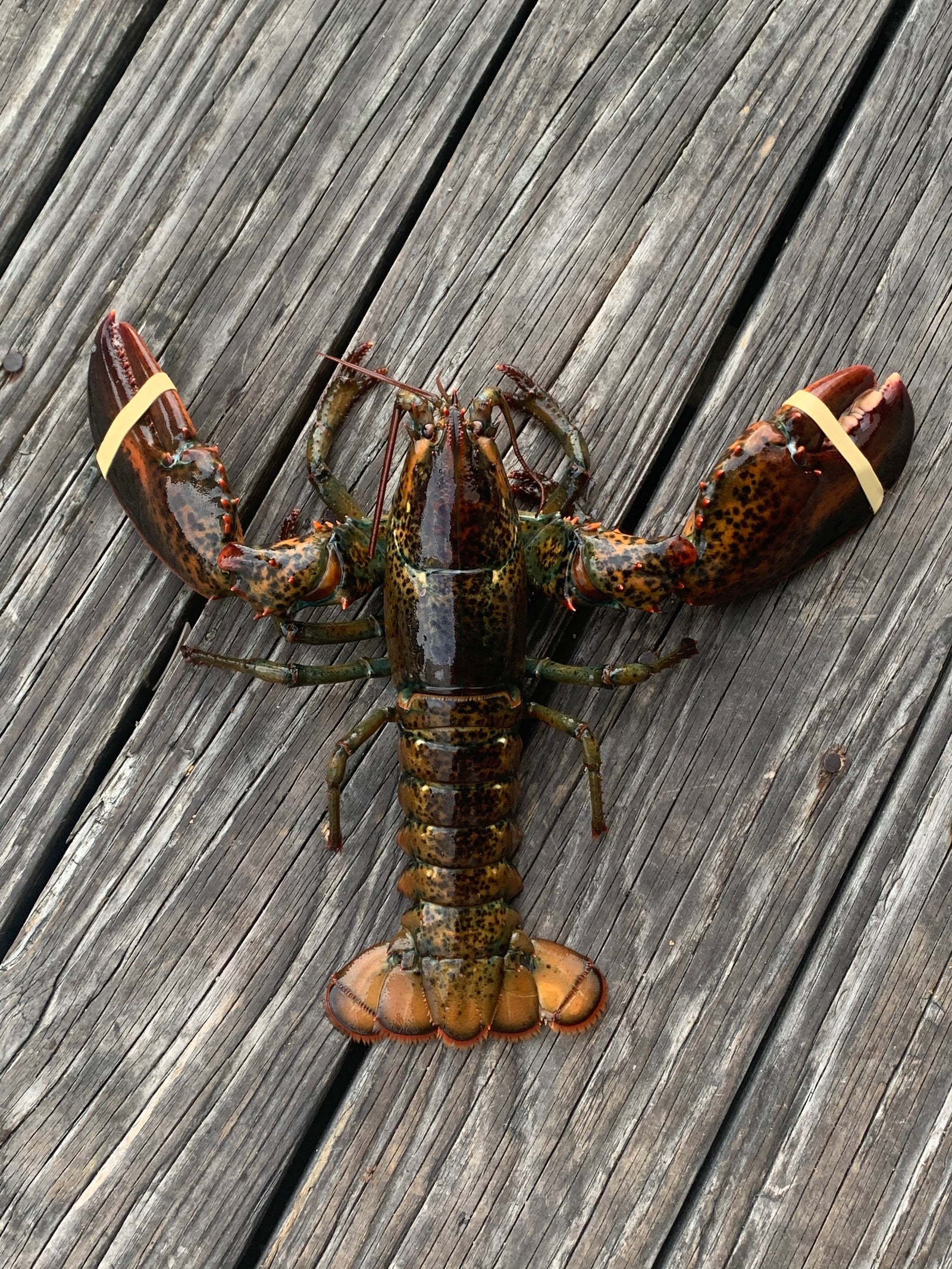 The "Poseidon" Ocean Grill Box