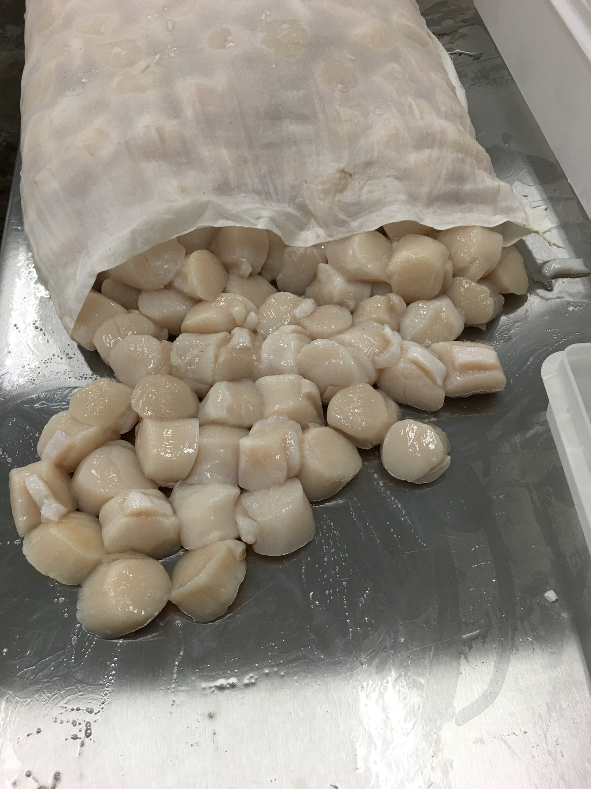 Chemical free scallops