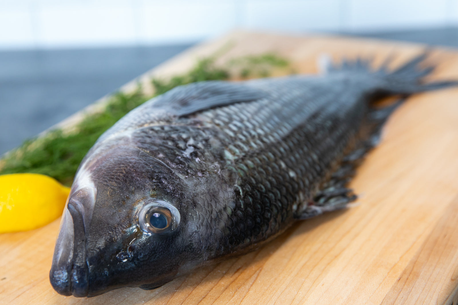 Buy whole black bass New Jersey
