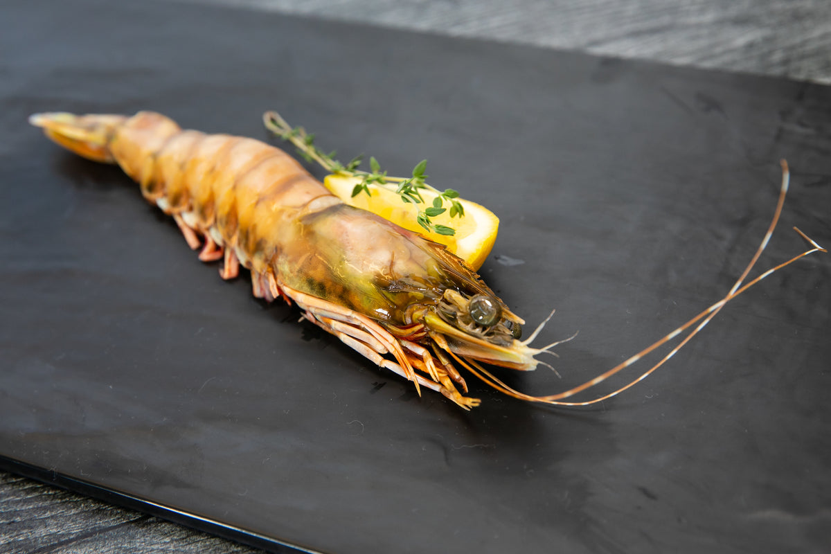 biggest prawn found in Australia, caught off of Skull Island the Gulf of Carpentaria