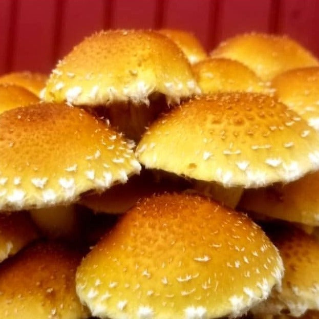 Two Rivers - Cinnamon Cap Mushrooms