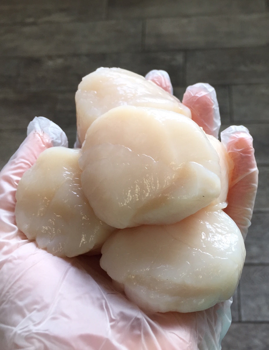 Order scallops