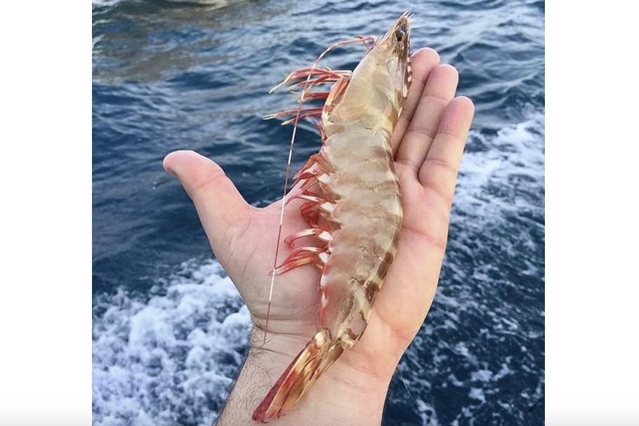 the world’s first Marine Stewardship Council (MSC) certified tropical prawn fishery,