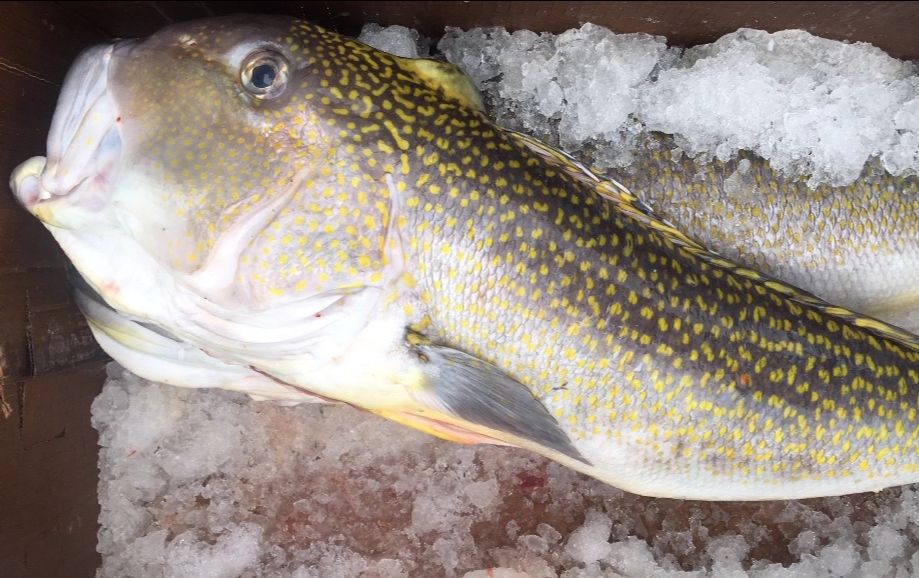 Golden Tilefish - Cook Tilefish at Home - Local 130 Seafood NJHome Delivery