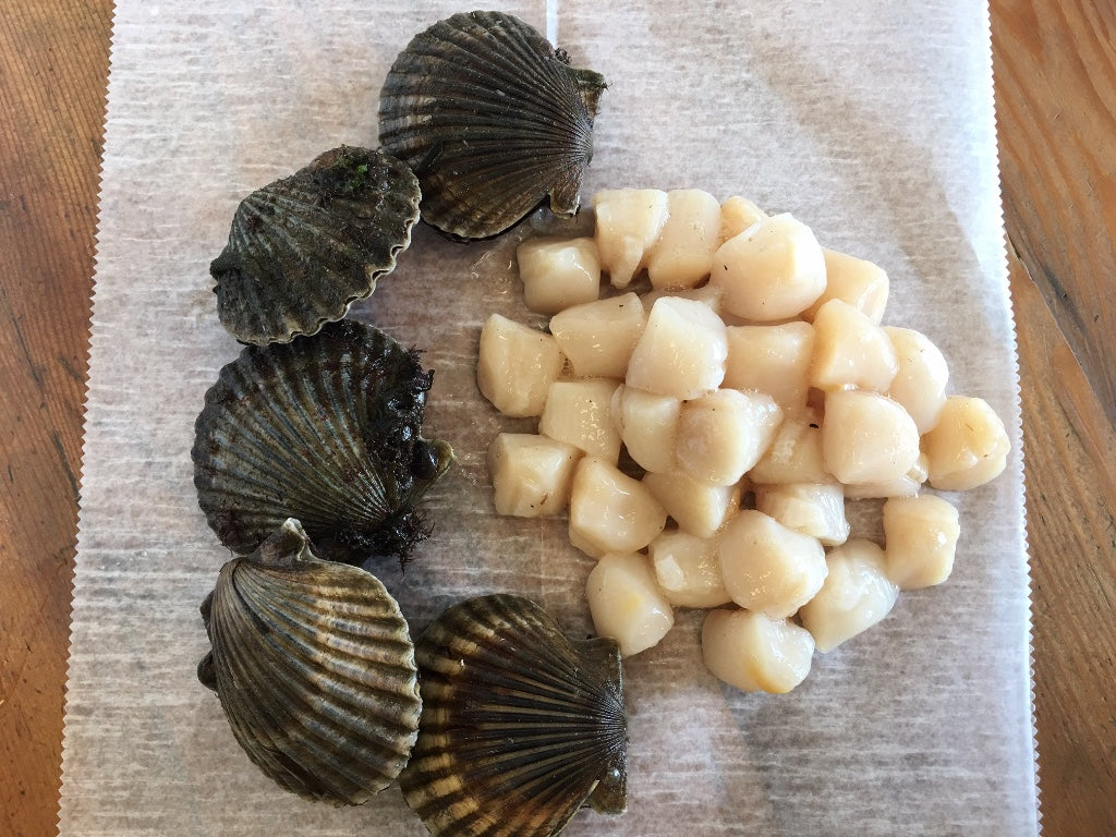 Buy Scallops Online