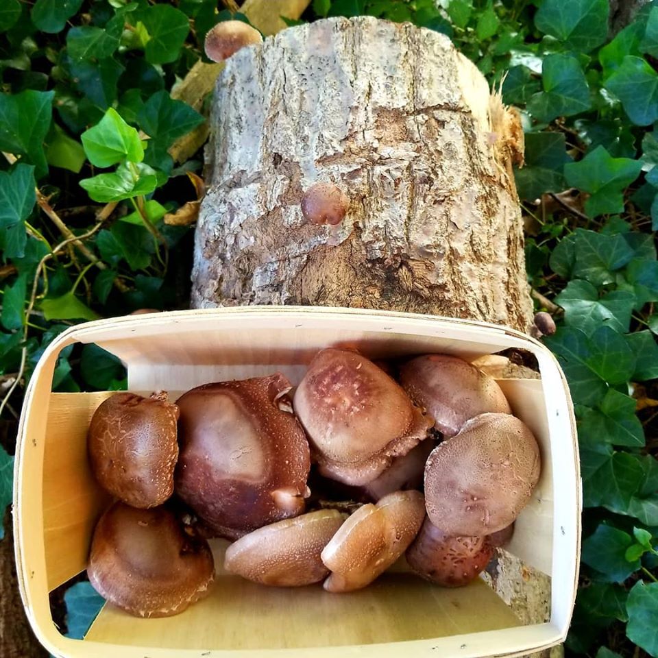 Buy Shiitake Mushrooms Online