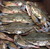Soft Shells Crabs Home Delivery